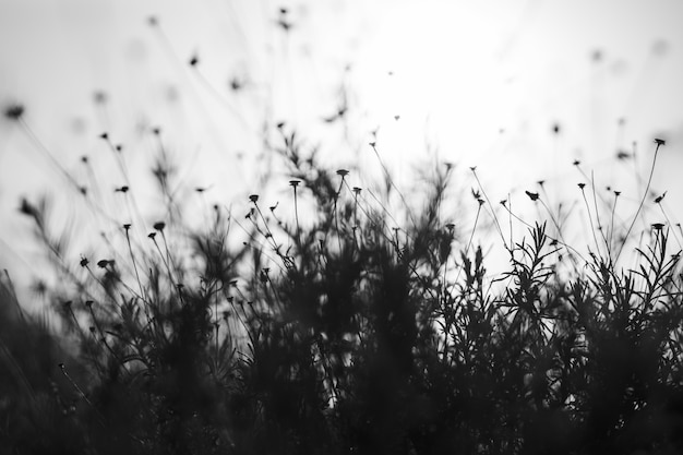 Foto silueta del campo de flores contra el cielo