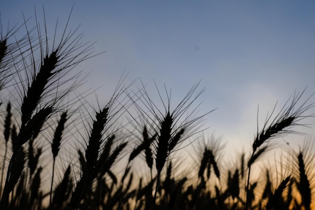 Silueta campo de trigo maduro contra el fondo del cielo oscuro