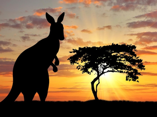 Silueta de un canguro sobre un fondo de una hermosa puesta de sol