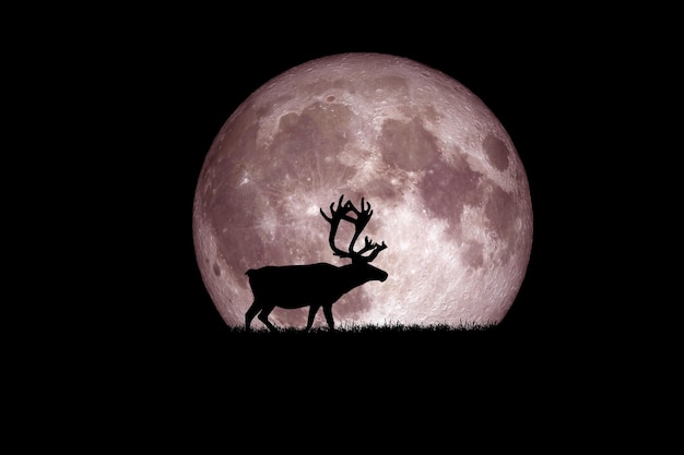 La silueta de un ciervo nocturno contra el telón de fondo de una gran luna. El elemento de la imagen está decorado por la NASA
