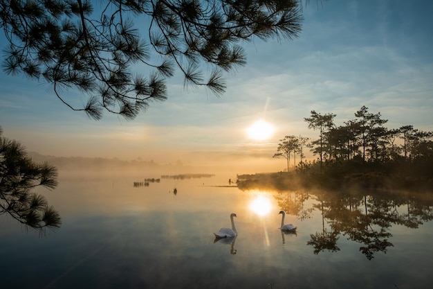 La silueta de un cisne blanco y el reflejo del pino en la mañana Parque Nacional Phu Kradueng Tailandia