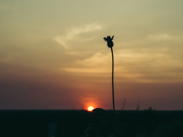 Silueta de Coatbuttons o Tridax daisy en el cielo al atardecer.