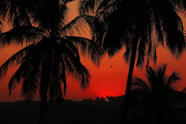 Silueta de cocoteros contra el cielo despejado al atardecer