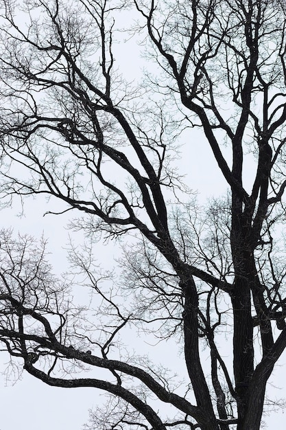 Silueta de color natural de un árbol sin hojas contra un cielo nublado