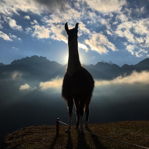 Silueta completa de una llama en la montaña