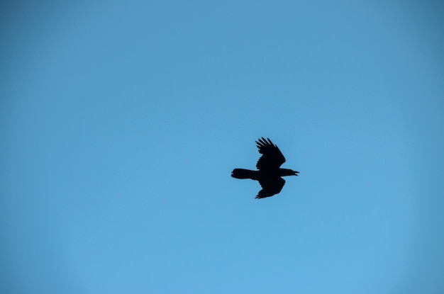 Silueta de cuervo negro sobre un cielo azul