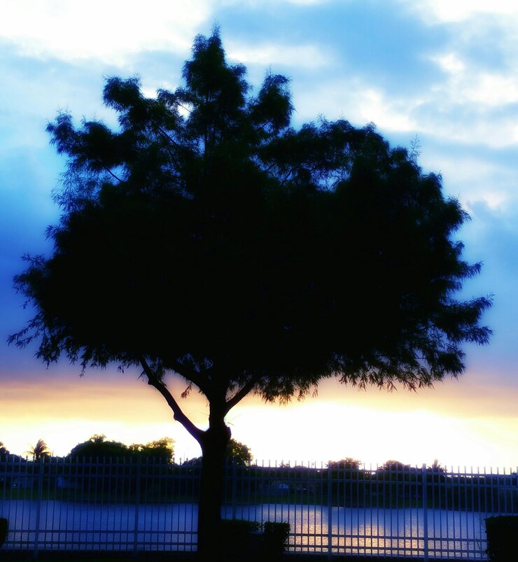 Foto silueta de árvores ao pôr-do-sol