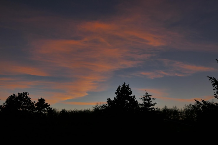 Foto silueta de árvores ao pôr-do-sol