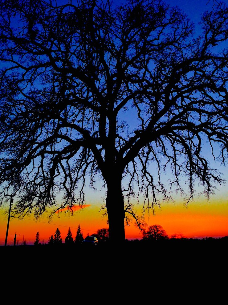 Foto silueta de árvores ao pôr-do-sol