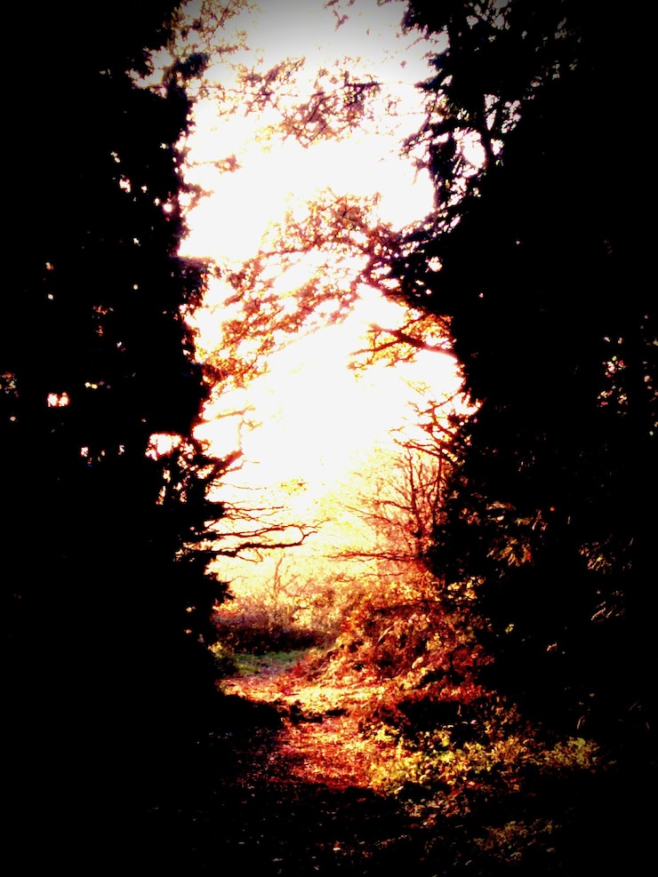 Foto silueta de árvores ao pôr-do-sol