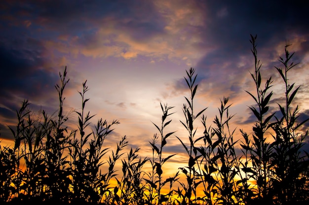 Silueta, de, campo, com, dramático, céu ocaso