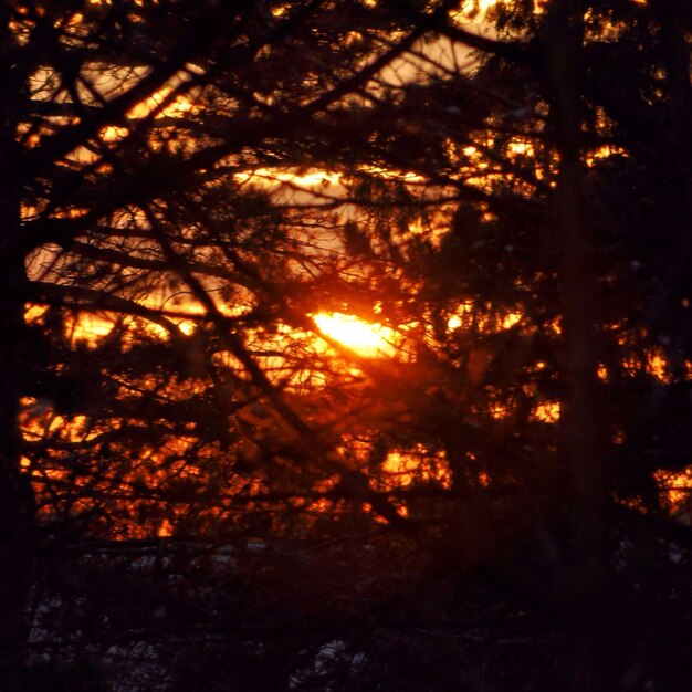 Foto silueta de galhos ao pôr-do-sol