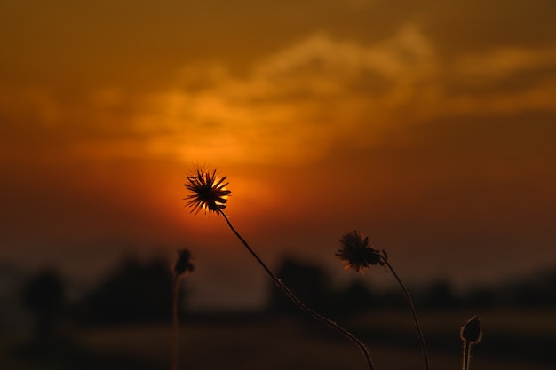 Silueta, de, grama, em, pôr do sol