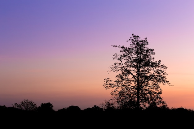 Silueta, de, grande, árvore, em, pôr do sol