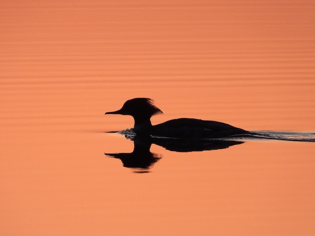 Foto silueta de pássaro em um lago