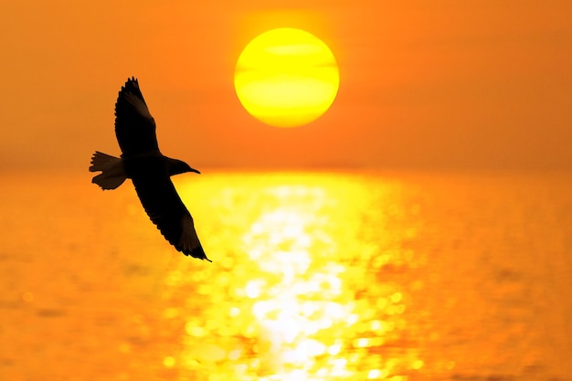 Foto silueta de um pássaro voando sobre o mar durante o pôr do sol