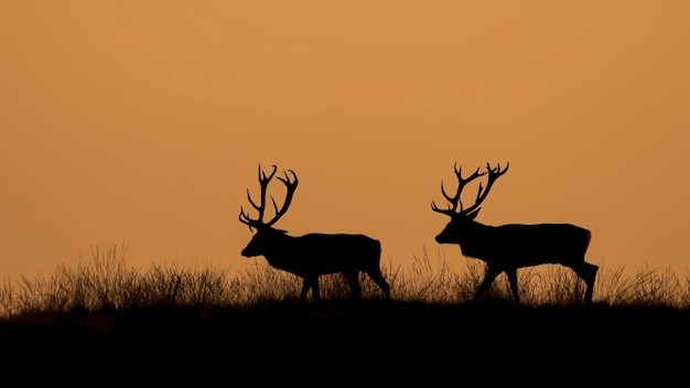 Foto silueta de dos ciervos rojos (cervus elaphus) ciervo en temporada de celo en el campo