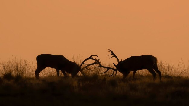 Foto silueta de dos combates de ciervo rojo (cervus elaphus) ciervo en temporada de celo