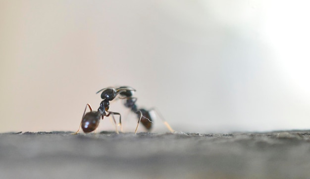 silueta dos hormigas abrazándose en una rama