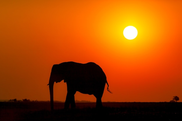 Silueta de elefante africano al atardecer