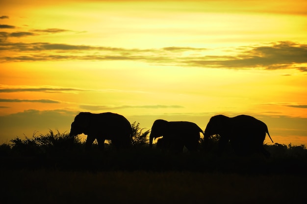 Silueta de elefante asiático caminar en línea en Tailandia