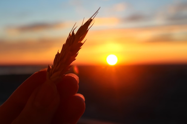 Silueta de espiguillas en la mano al atardecer.