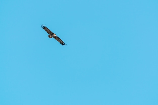 silueta, estepa, águila, vuelo, en, cielo azul