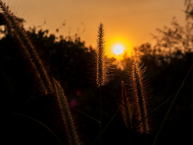 Silueta de la flor de la hierba contra el sol en la noche