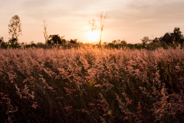 Silueta de la flor de la hierba en el fondo del atardecer.