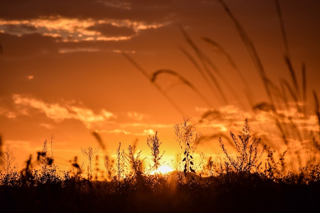 Silueta de flores de campo al atardecer