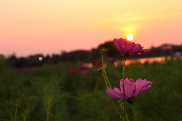 Silueta de flores de cosmos