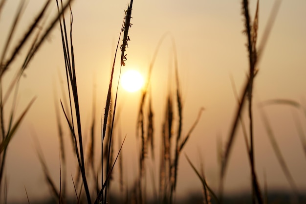 silueta, flores, hierba, ocaso, plano de fondo