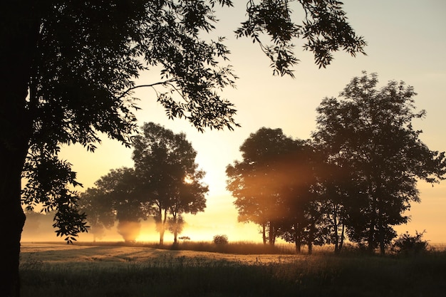 Silueta de fresnos en un campo de grano en tiempo de niebla durante el amanecer