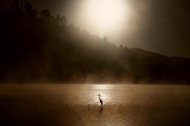 Silueta de una garza real de pie en la costa en un hermoso amanecer con niebla sobre el agua.