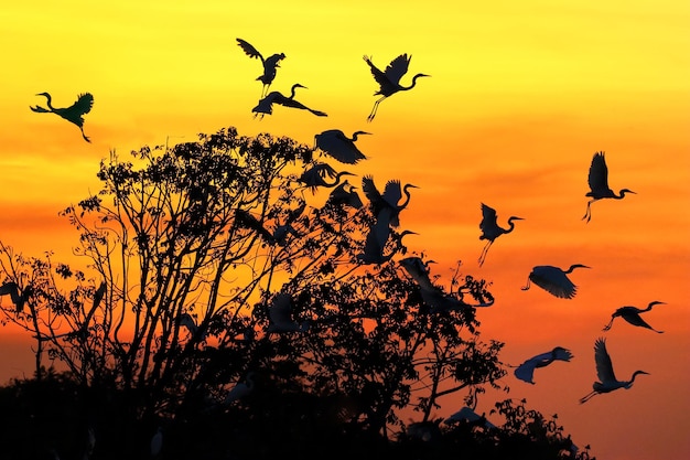 Silueta de garza volando al atardecer.