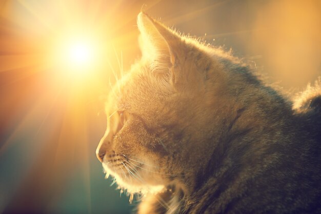 Silueta de un gato tumbado al aire libre contra el sol.