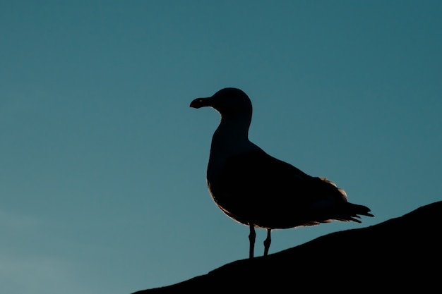 Silueta de una gaviota al atardecer