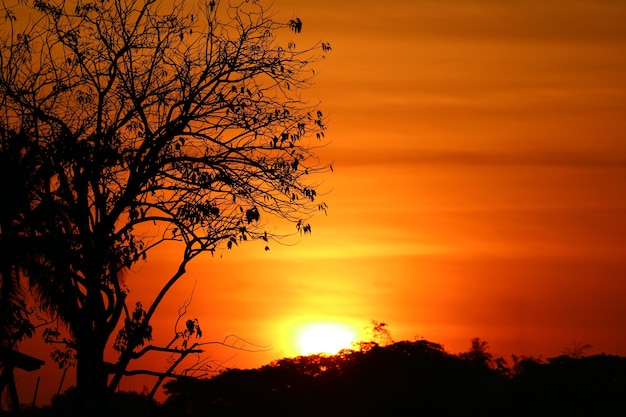 Silueta de un gran árbol contra el cielo dorado del atardecer con paisaje de sol brillante