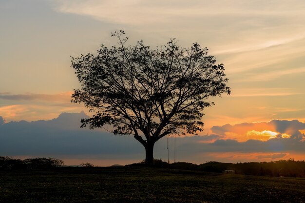 Silueta gran árbol Samanea saman con puesta de sol