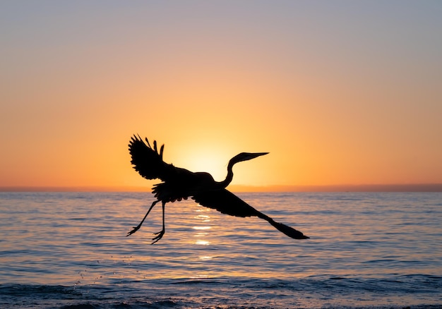 La silueta de la grúa en el fondo del mar al atardecer