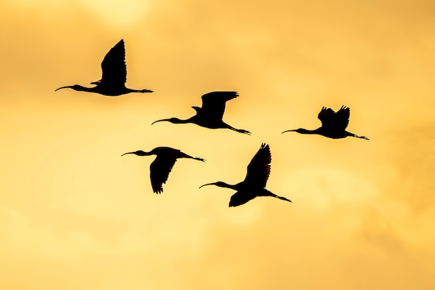 Silueta de grupo de ibis brillante (plegadis falcinellus) en los arrozales al atardecer en la Albufera de Valencia, Valencia, España.