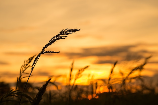 silueta de la hierba al atardecer