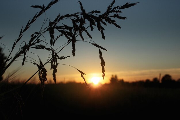 Silueta de hierba a los rayos en un momento de sol increíble en la noche de verano tranquila y atmosférica