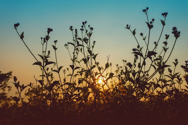 silueta de la hierba con el sol en la noche. El concepto de belleza natural