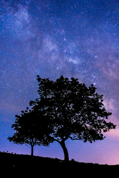 Silueta de un hombre joven y un árbol en la noche Monte Erlaitz en la localidad guipuzcoana de Irún