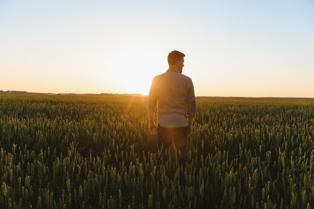 silueta, de, hombre, el mirar, hermoso, paisaje, en, un, campo, en, ocaso