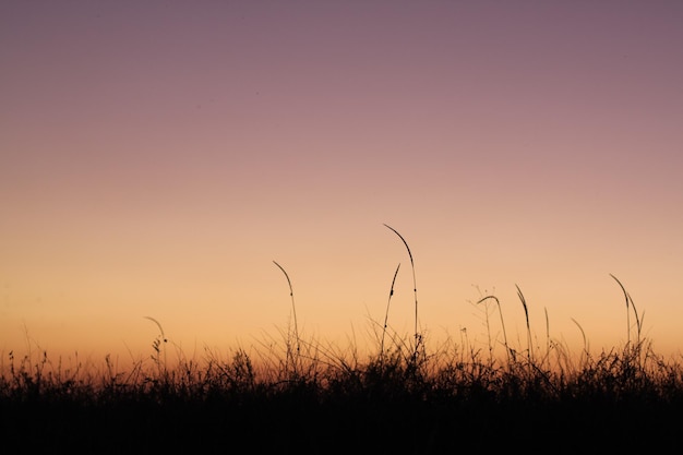 La silueta de juncos y hierba contra el fondo del cielo del atardecer