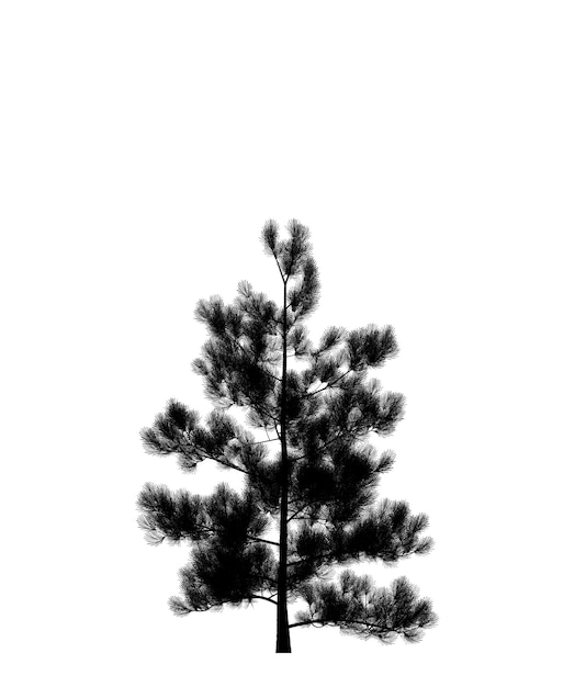 Foto silueta negra del icono del árbol de navidad de pino aislado sobre fondo blanco