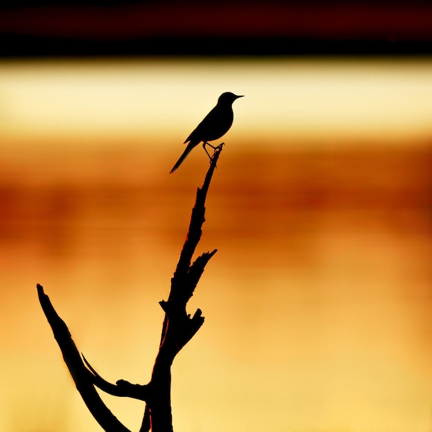 Silueta del pájaro en el fondo del río