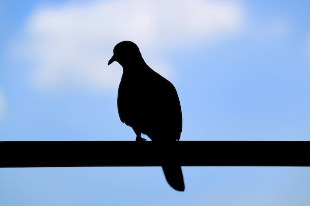 Silueta de un pájaro solitario posado en la valla contra el cielo nublado azul